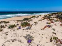 Blick von den teilweise bewachsenen Dünen aufs raue Meer